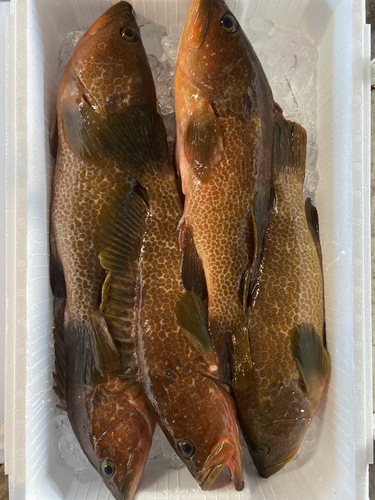 キジハタ(アコウ)(釣)