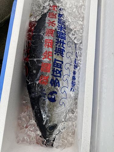 活〆キハダマグロ1入約11kg(定置)