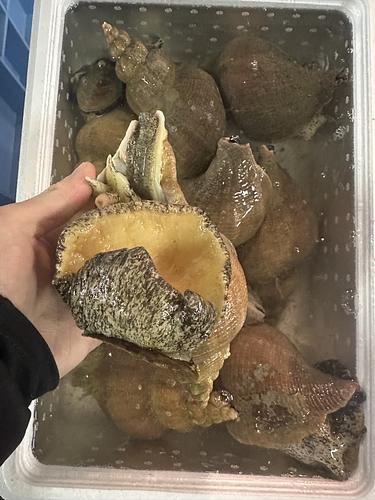 ツブ貝8-9入約5kg(底曳)